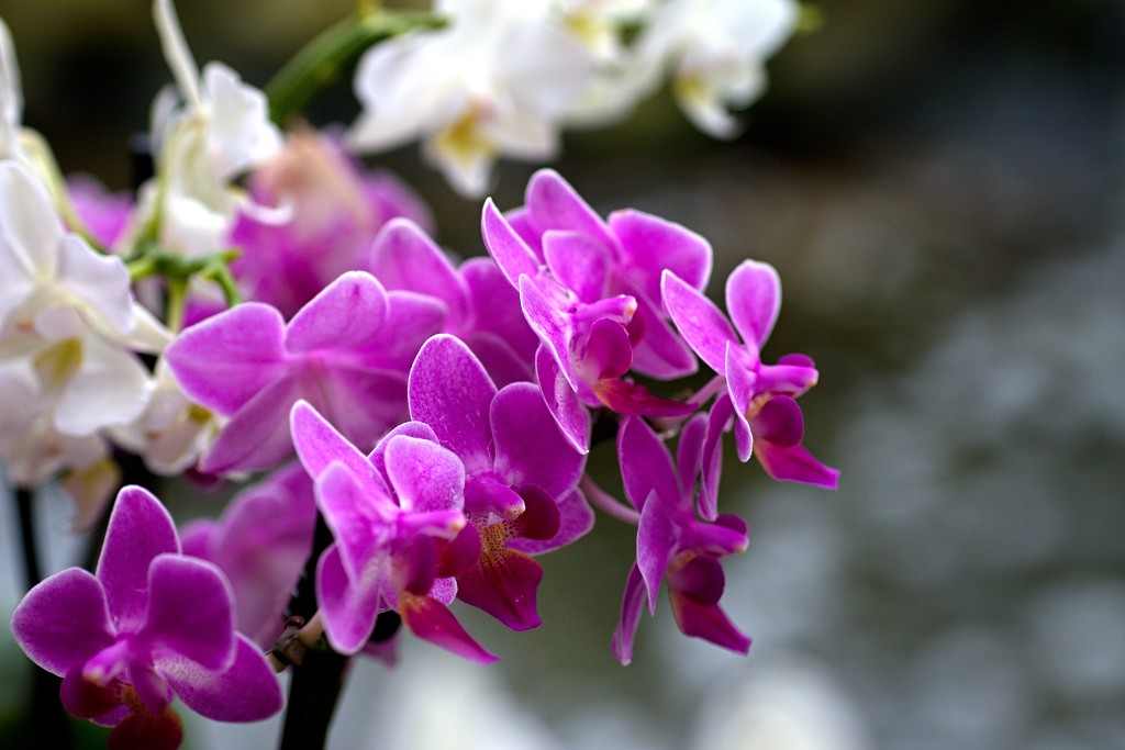 orchideeën orchidee orchideeen hdr bloem Orchidaceae natuur flora bloemen orchis sierbloem sierplant phalaenopsis orchidaceae